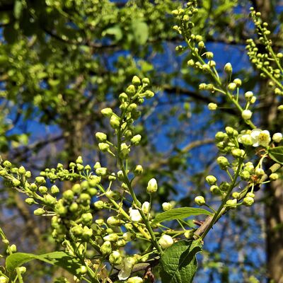 Die besondere Stadtführung zur Aschersleber Frühlingsblüte.