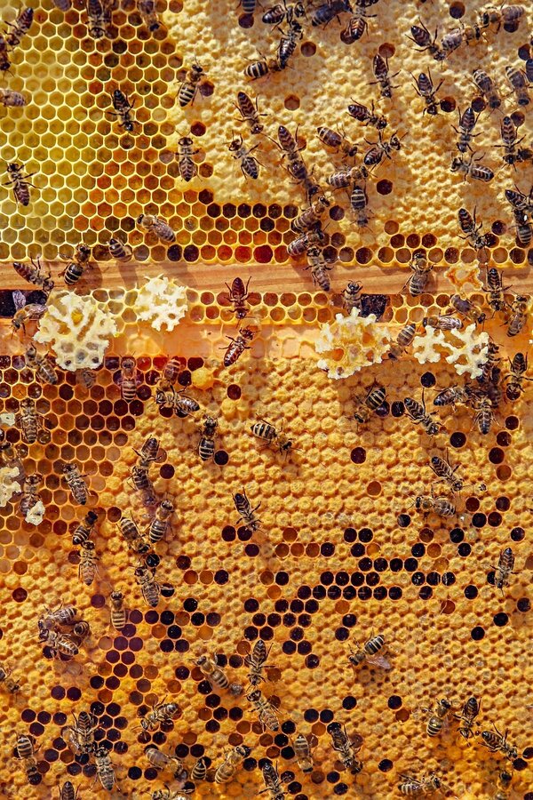 Bild vergr&ouml;&szlig;ern: Aktionstag rund um die Bienen