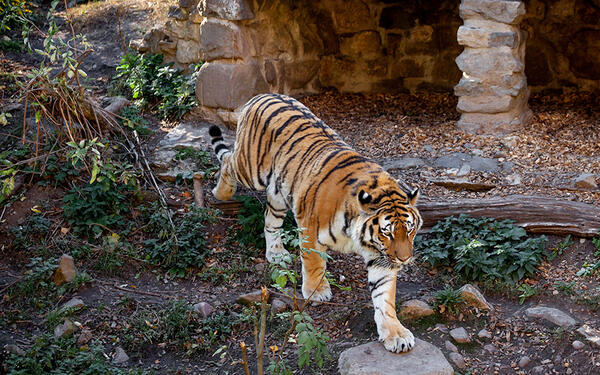 Bild vergrößern: Tiger - Die Großkatzen im Zoo Aschersleben