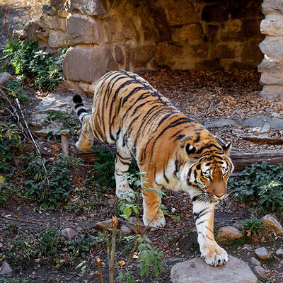 Tiger - Die Großkatzen im Zoo Aschersleben