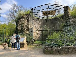 Bild vergr&ouml;&szlig;ern: Reste des Burgfrieds der ehemaligen Burg "Ascania" im Zoo Aschersleben