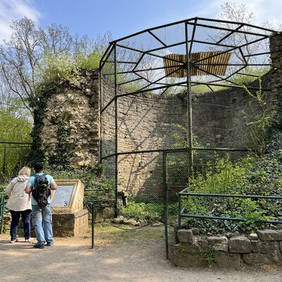 Bild vergrößern: Reste des Burgfrieds der ehemaligen Burg "Ascania" im Zoo Aschersleben