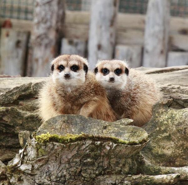 Erdmnnchen im Zoo Aschersleben