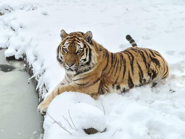 Bild vergrößern: Sibirischer Tiger im Schnee