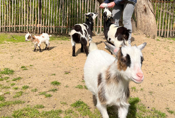 Ferienerlebnistag im Zoo Aschersleben