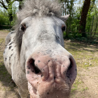 Ganz nah dran an den Ponys im Zoo Aschersleben.