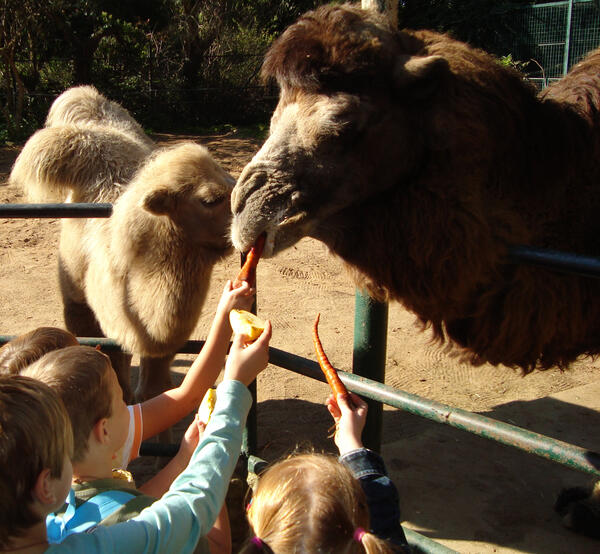 Bild vergrößern: Kindertag im Zoo