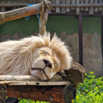 Schauen Sie bei Ihrem Zoobesuch bei dem imposanten Weißen Löwen Sambesi vorbei.